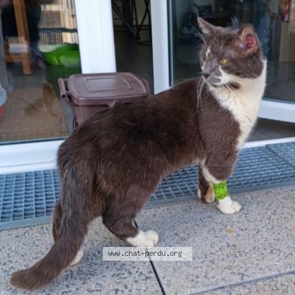 Photo 1/1 Miou-miou Chat lost in Nantes