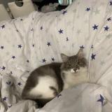 Picture of cat lost at Limay