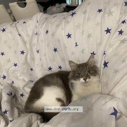 Photo 1/1 Koumo Chat lost in Limay