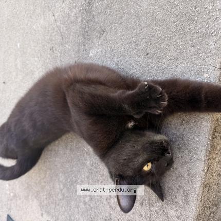 Photo 1/1 Cat reunited Found in Archiac