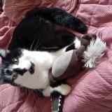 Picture of cat lost at Chaumont