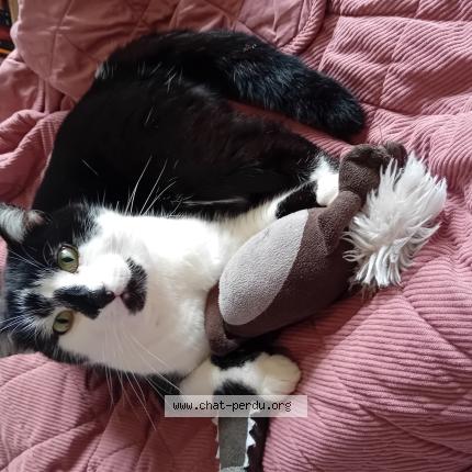 Photo 1/1 Charlie Chat lost in Chaumont