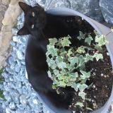 Picture of cat lost at Villetelle