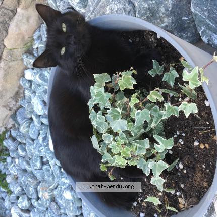 Photo 1/1 Sou Chat lost in Villetelle