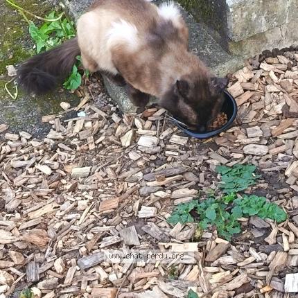 Photo 1/1 Found cat Found in Rennes