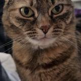 Picture of cat lost at Annemasse