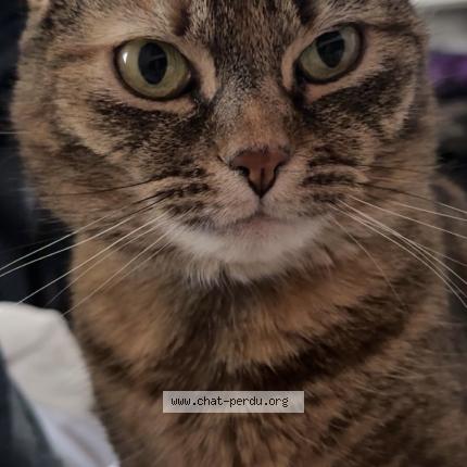 Photo 1/1 Maya Chat lost in Annemasse