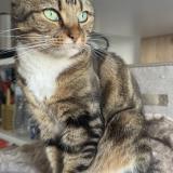 Picture of cat lost at Versailles