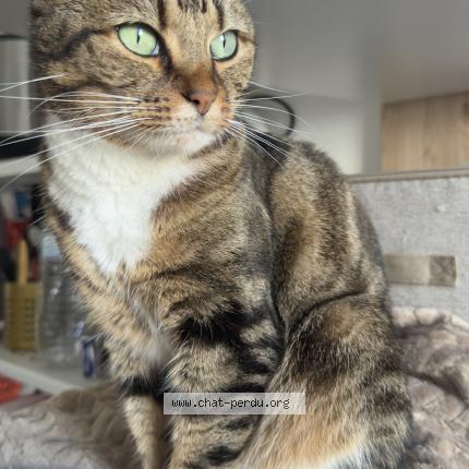 Photo 1/1 Bibi Chat lost in Versailles