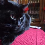 Picture of cat lost at Nanterre