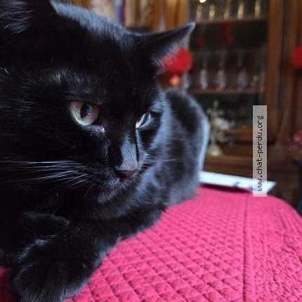 Photo 1/1 Miracle Chat lost in Nanterre