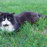 Picture of cat found at Vinezac