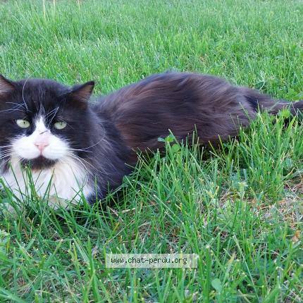 Photo 1/1 Found cat Found in Vinezac