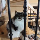 Picture of cat lost at Amiens