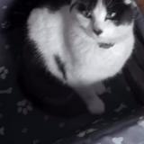 Picture of cat lost at La Chapelle D Armentieres