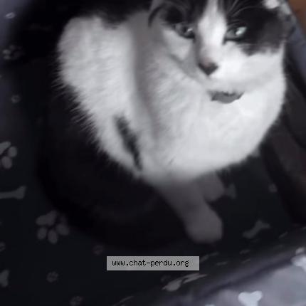 Photo 1/1 Kaito Chat lost in La chapelle d armentieres