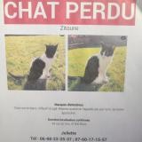 Picture of cat lost at Blois