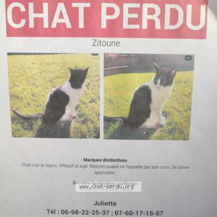 Photo 1/1 Zitoun Chat lost in Blois
