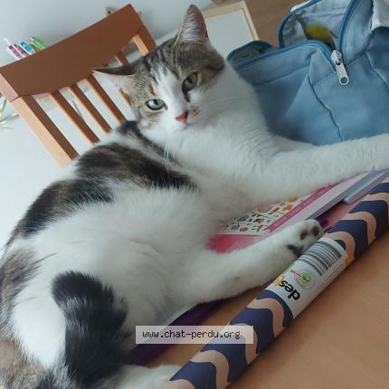 Photo 1/1 Plume Chat lost in Marolles sur seine