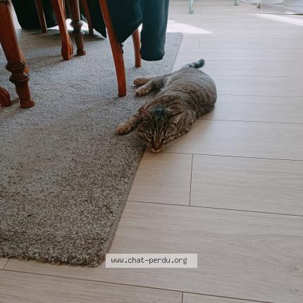 Photo 1/1 Tigrou Chat lost in Chaingy