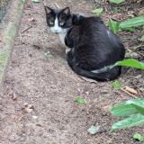 Picture of cat lost at Tassin La Demi Lune