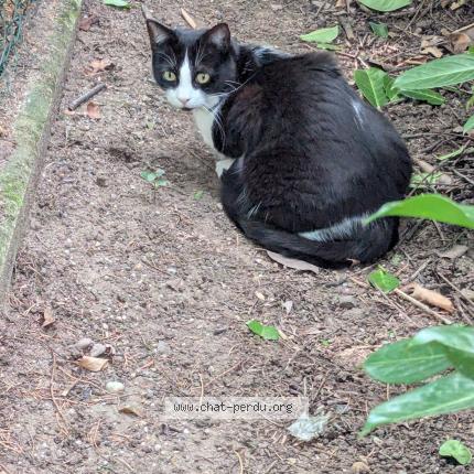 Photo 1/1 Zelda Chat lost in Tassin la demi lune