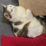 Picture of cat lost at Chatenay Malabry