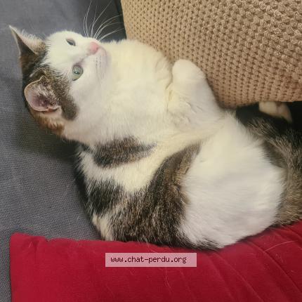 Photo 1/1 Murka Chat lost in Chatenay malabry