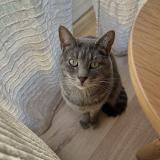 Picture of cat lost at Lambres Lez Douai