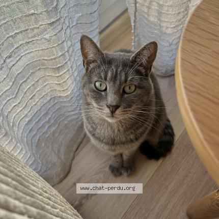 Photo 1/1 Willy Chat lost in Lambres lez douai