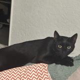 Picture of cat lost at Molsheim