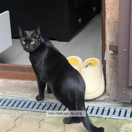 Photo 2/2 Touille Chat lost in Molsheim