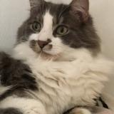 Picture of cat lost at Pigny