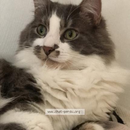 Photo 1/1 Miou Chat lost in Pigny