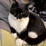 Picture of cat lost at Lorient