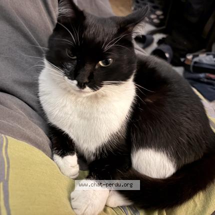 Photo 1/1 Cali Chat lost in Lorient