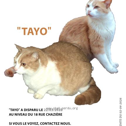 Photo 1/1 Tayo Chat lost in Lyon