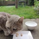 Picture of cat found at Montlignon