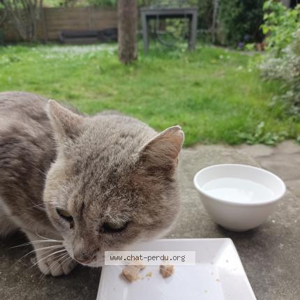 Photo 1/3 Found cat Found in Montlignon