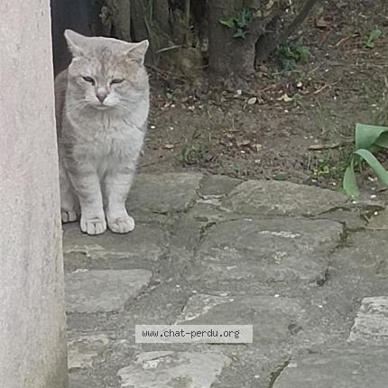 Photo 2/3 Found cat Found in Montlignon
