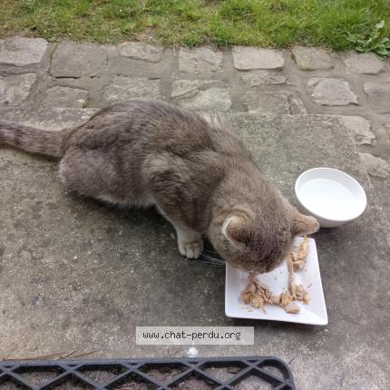 Photo 3/3 Found cat Found in Montlignon