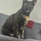 Picture of cat lost at Lyon