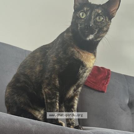 Photo 1/1 Gin Chat lost in Lyon