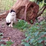 Picture of cat found at Dinan
