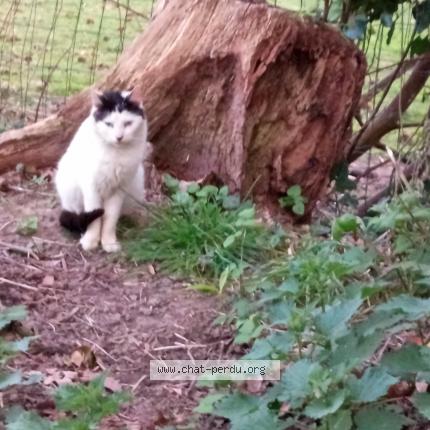 Photo 1/1 Found cat Found in Dinan