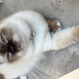 Picture of cat lost at Thonon Les Bains