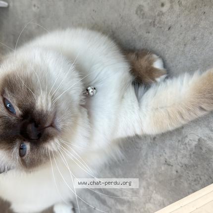 Photo 1/1 Poutsi Chat lost in Thonon les bains