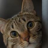 Picture of cat lost at Saint Marc Le Blanc