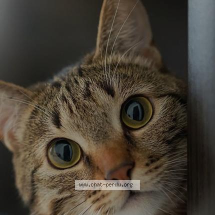 Photo 1/1 Artémis Chat lost in Saint marc le blanc