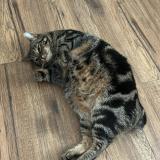 Picture of cat lost at Thierville Sur Meuse